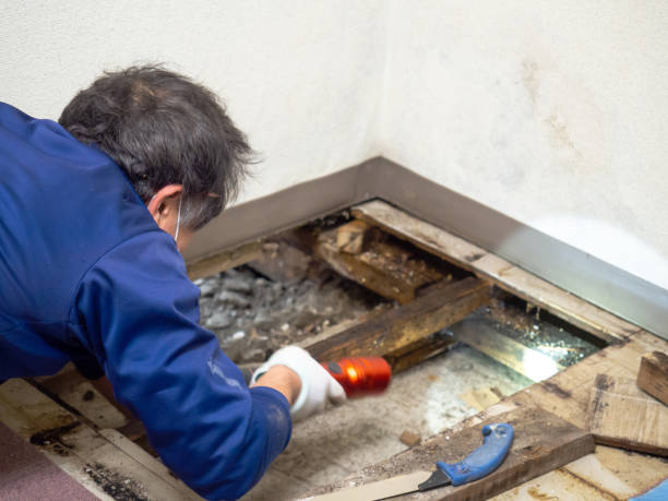 Trusted Fincastle, TN Mold Remediation Experts